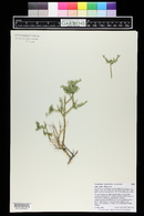 Glossopetalon spinescens var. meionandrum image