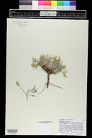 Astragalus chamaeleuce image