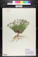 Erigeron concinnus var. concinnus image