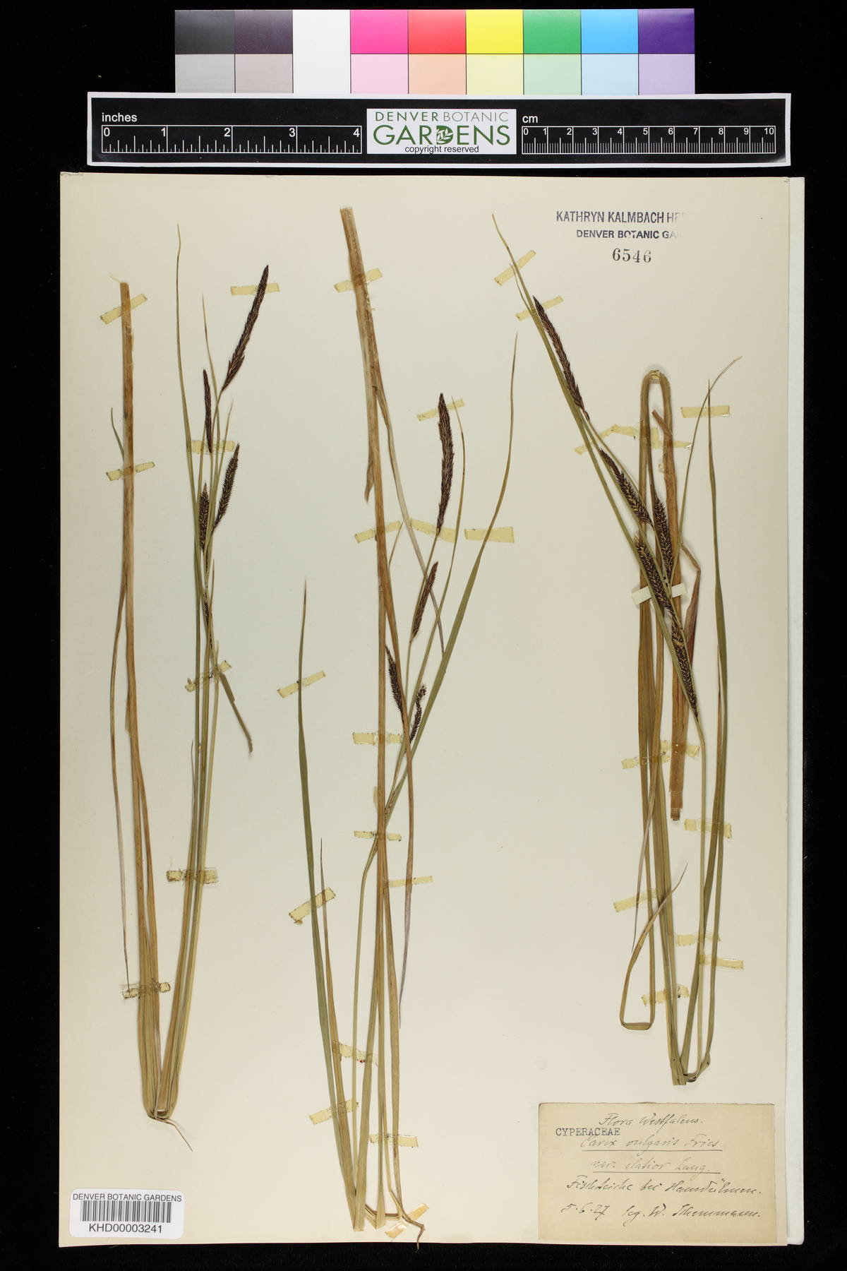 Carex nigra subsp. nigra image