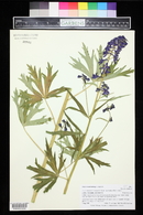 Delphinium barbeyi image