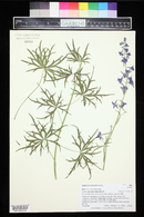 Delphinium ramosum image