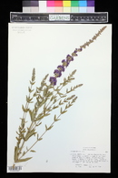 Lythrum salicaria image