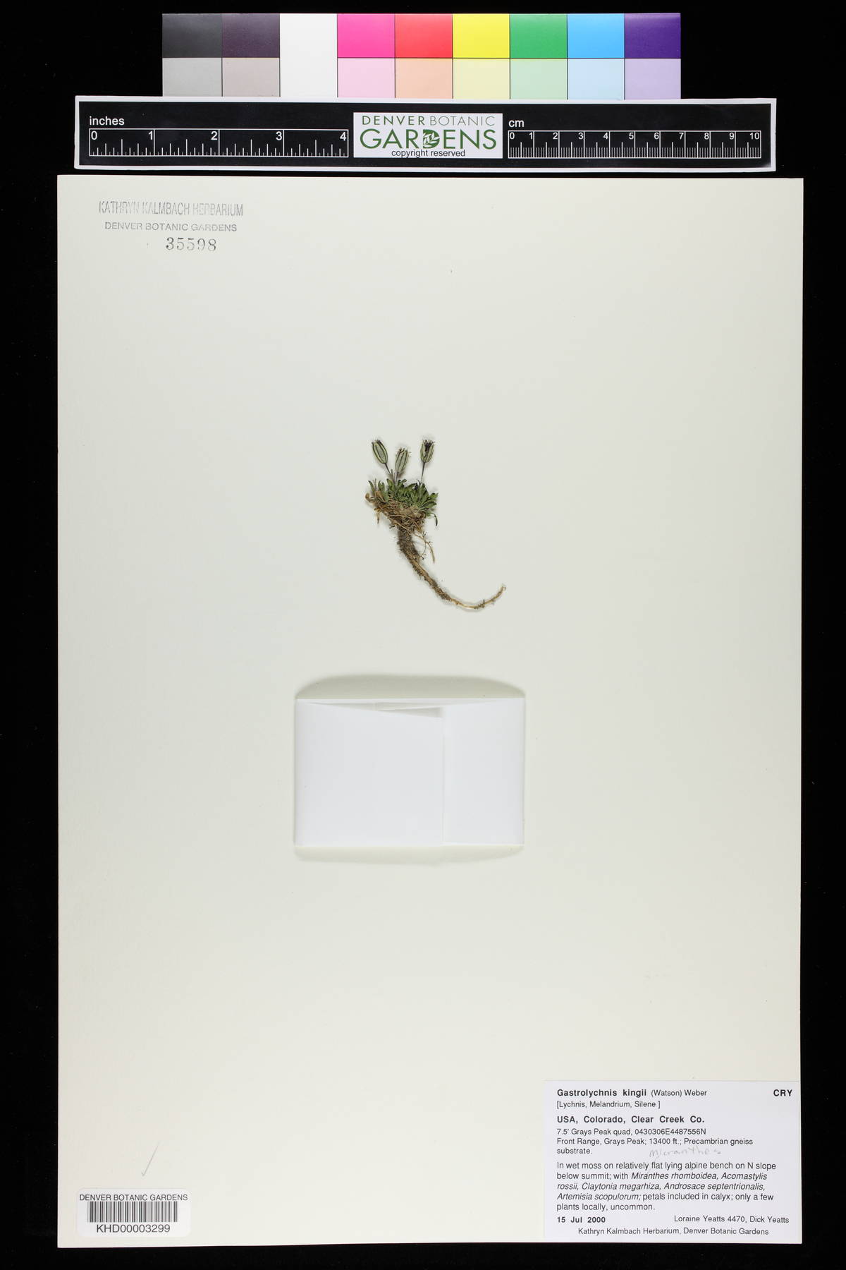 Silene kingii image