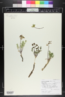 Lomatium concinnum image