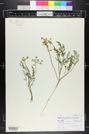 Lomatium bicolor image