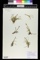 Carex rupestris image