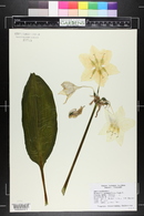 Eucharis grandiflora image