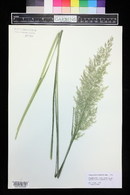 Calamagrostis brachytricha image