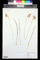 Allium cernuum image