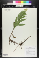 Solidago canadensis image