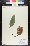 Anthurium scherzerianum image