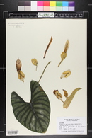 Image of Alocasia scabriuscula