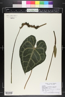 Anthurium clarinervium image