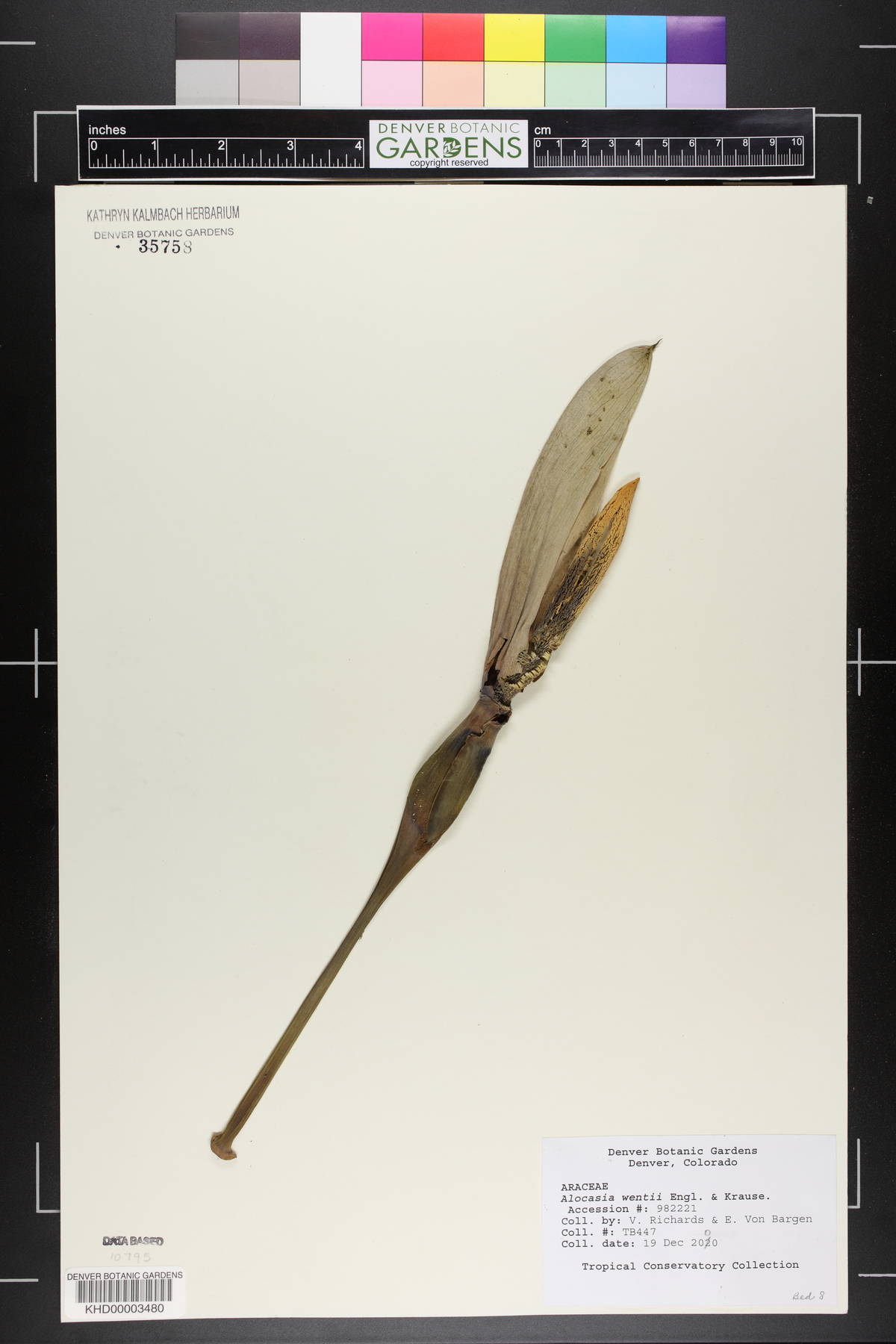 Alocasia wentii image