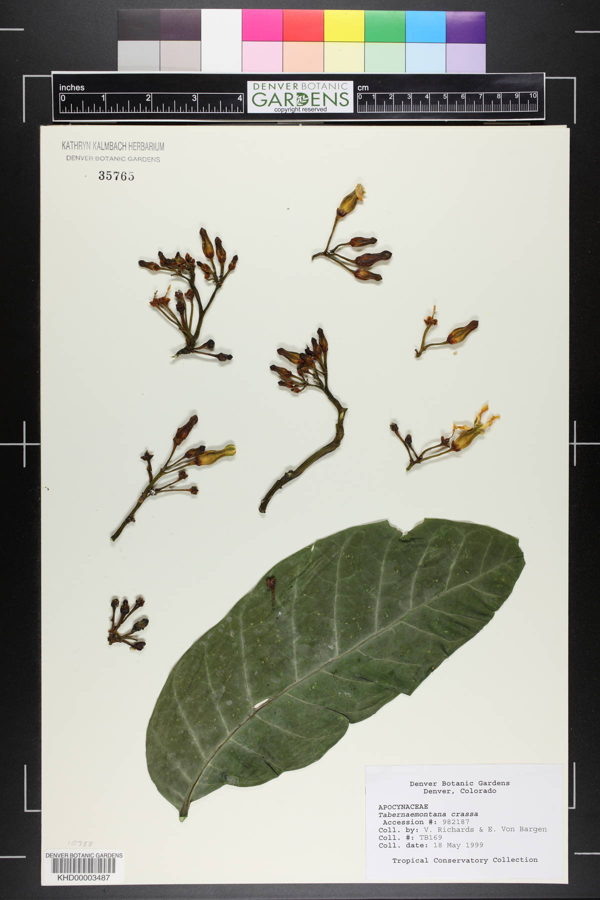 Tabernaemontana crassa image