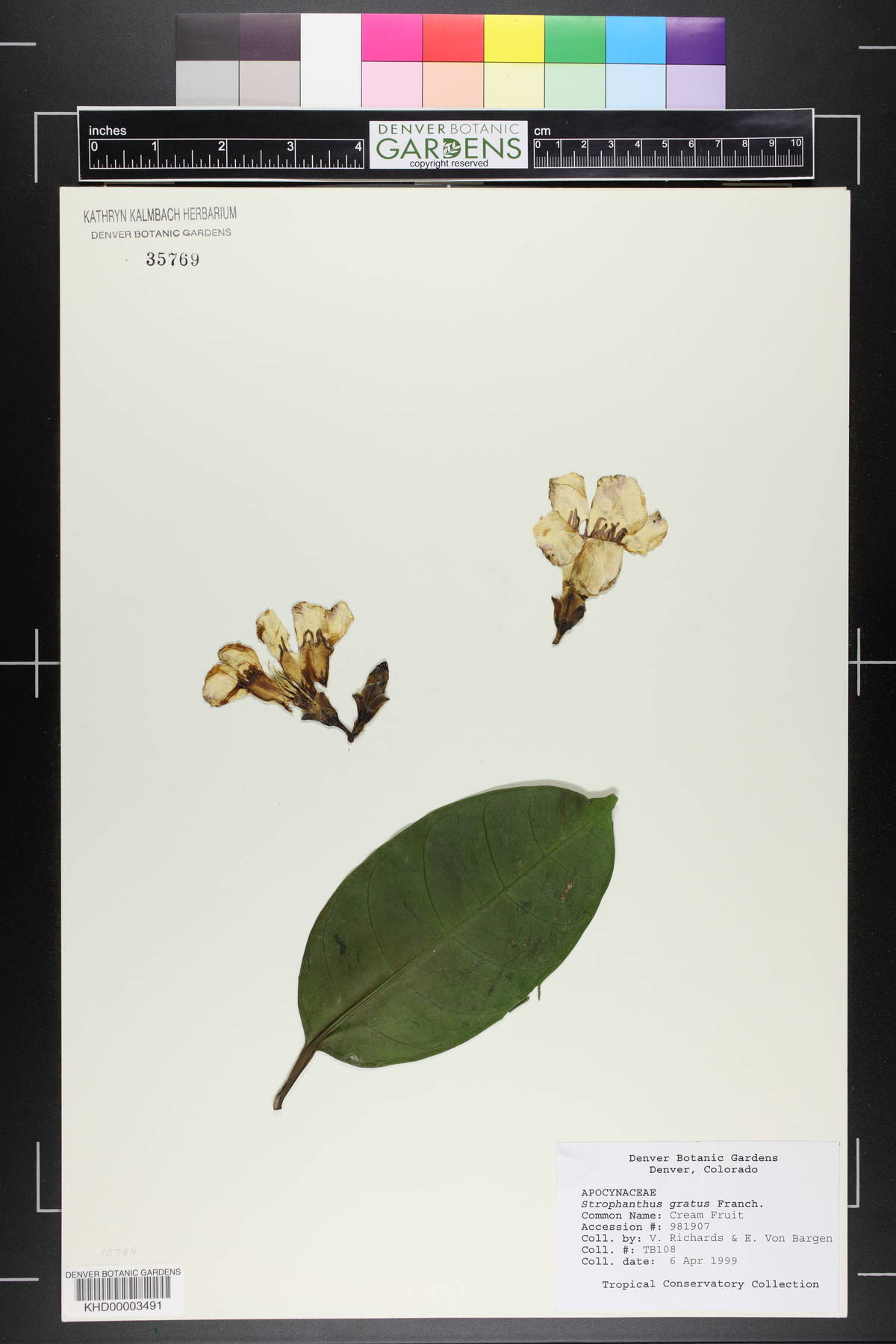 Strophanthus gratus image