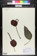 Anthurium scherzerianum image