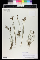 Juncus articulatus image