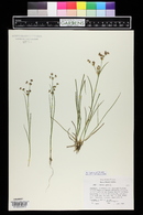 Juncus articulatus image