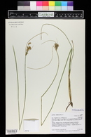 Juncus dudleyi image