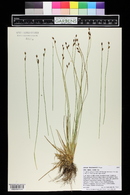 Juncus drummondii image