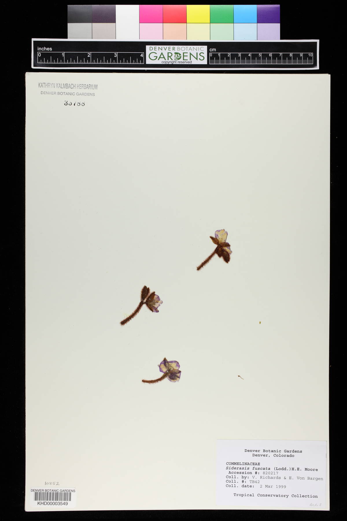 Siderasis image