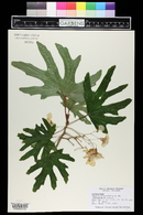 Begonia aconitifolia image