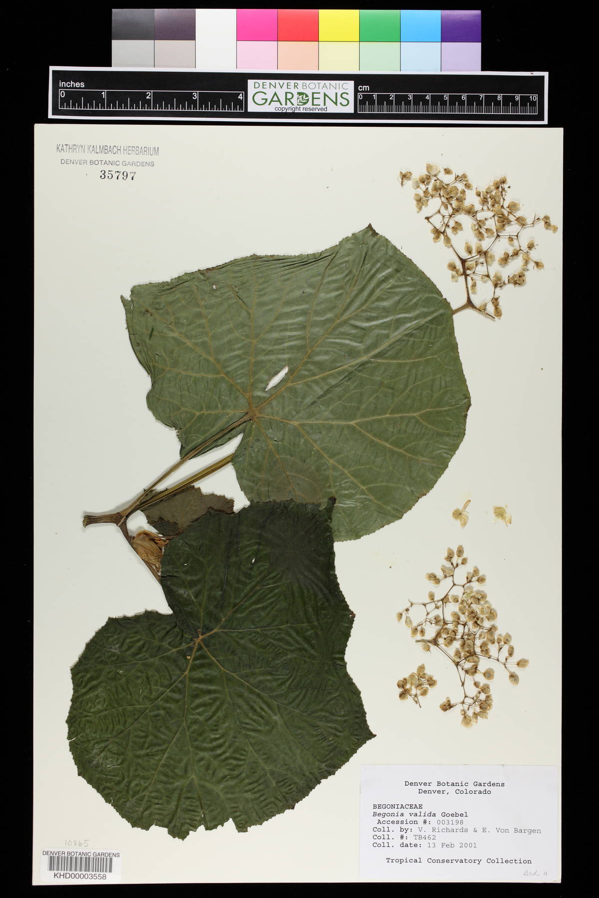 Begonia valida image