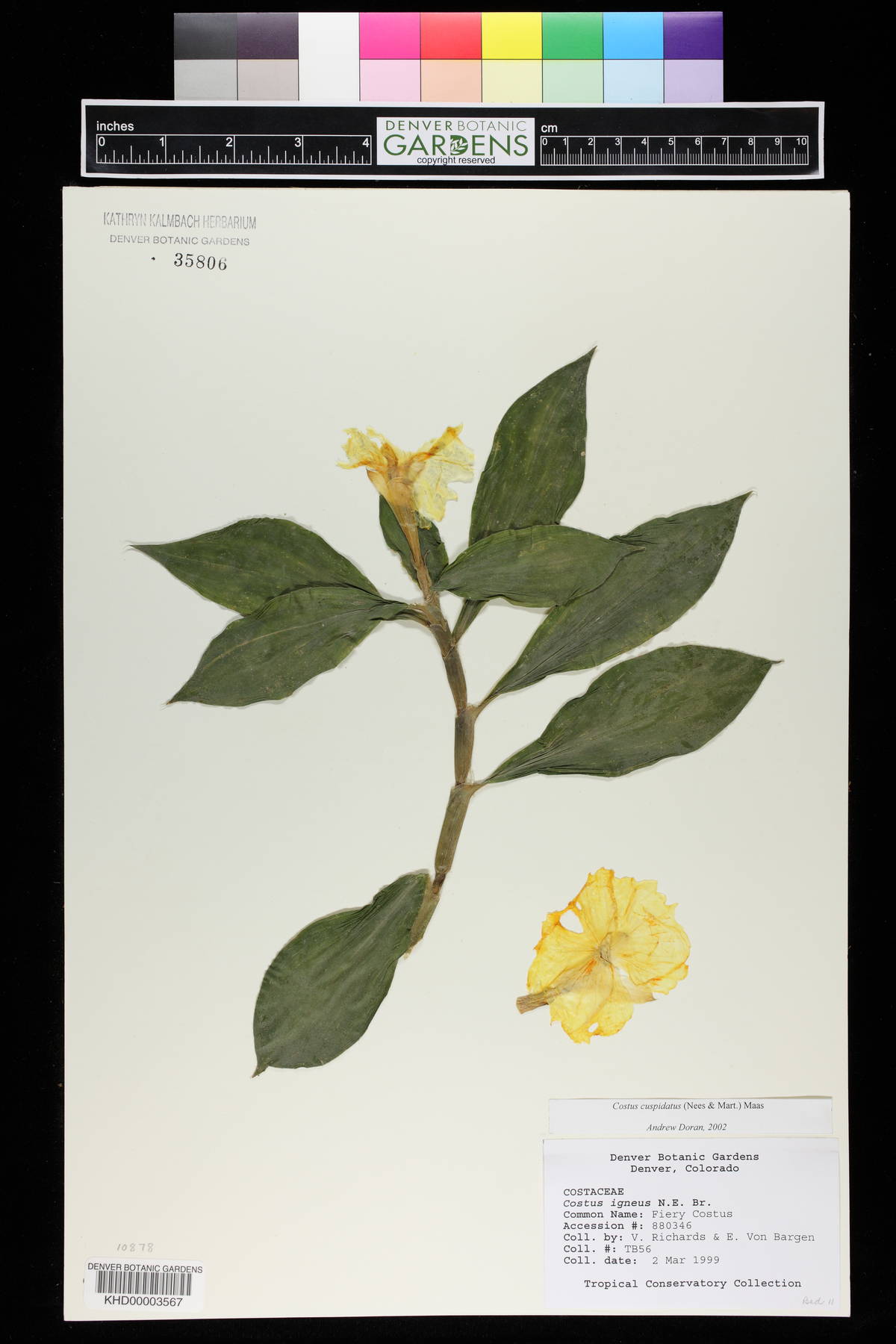 Costus cuspidatus image