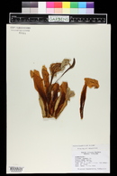 Ochroma lagopus image