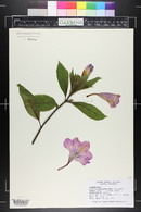 Ruellia macrantha image