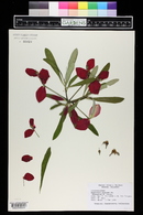 Euphorbia punicea image