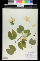 Bauhinia acuminata image