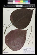 Acalypha wilkesiana image