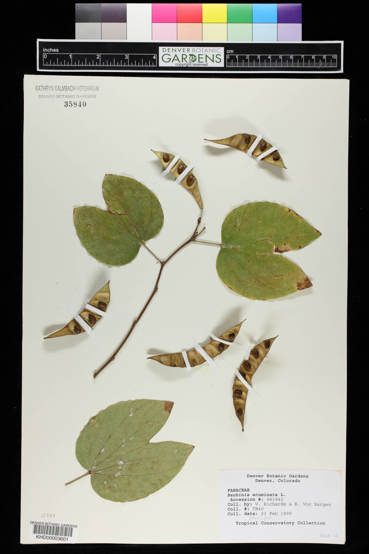 Bauhinia acuminata image
