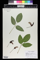 Erythrina crista-galli image