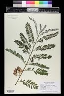 Sesbania grandiflora image