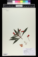 Seemannia sylvatica image