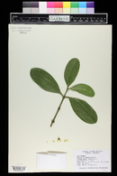 Garcinia mangostana image