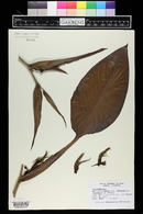 Heliconia indica image
