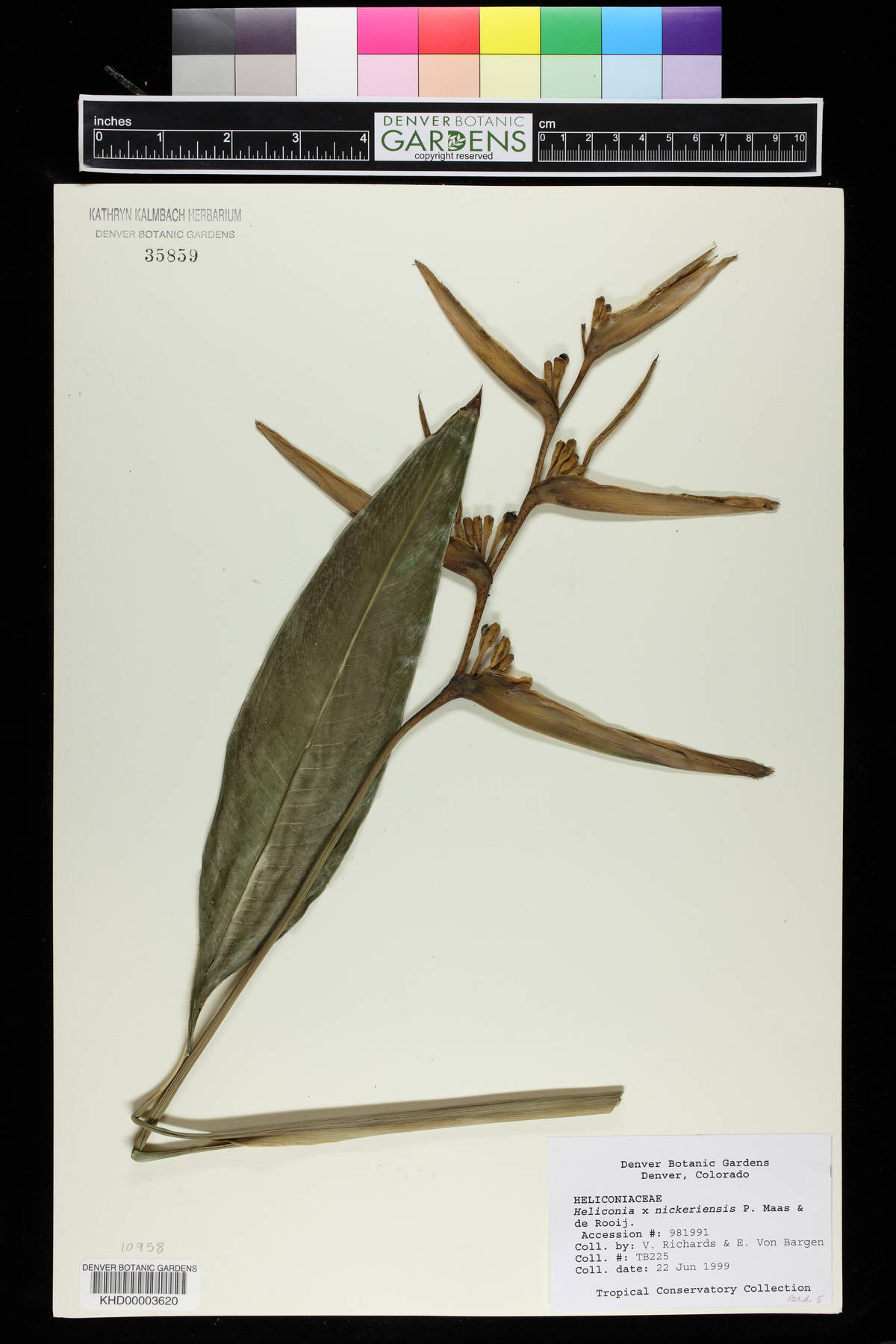 Heliconia x nickeriensis image