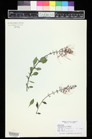 Clerodendranthus spicatus image
