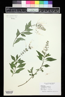 Clerodendranthus spicatus image