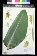 Calathea cylindrica image