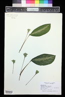 Calathea argyraea image