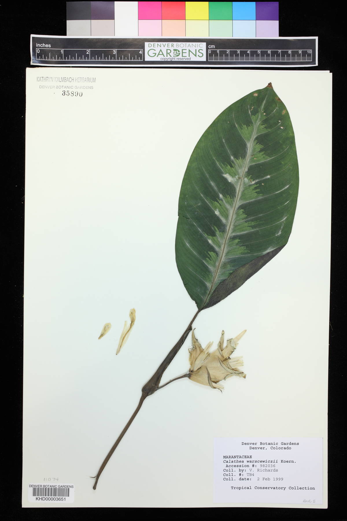 Calathea warscewiczii image