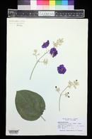 Tibouchina granulosa image