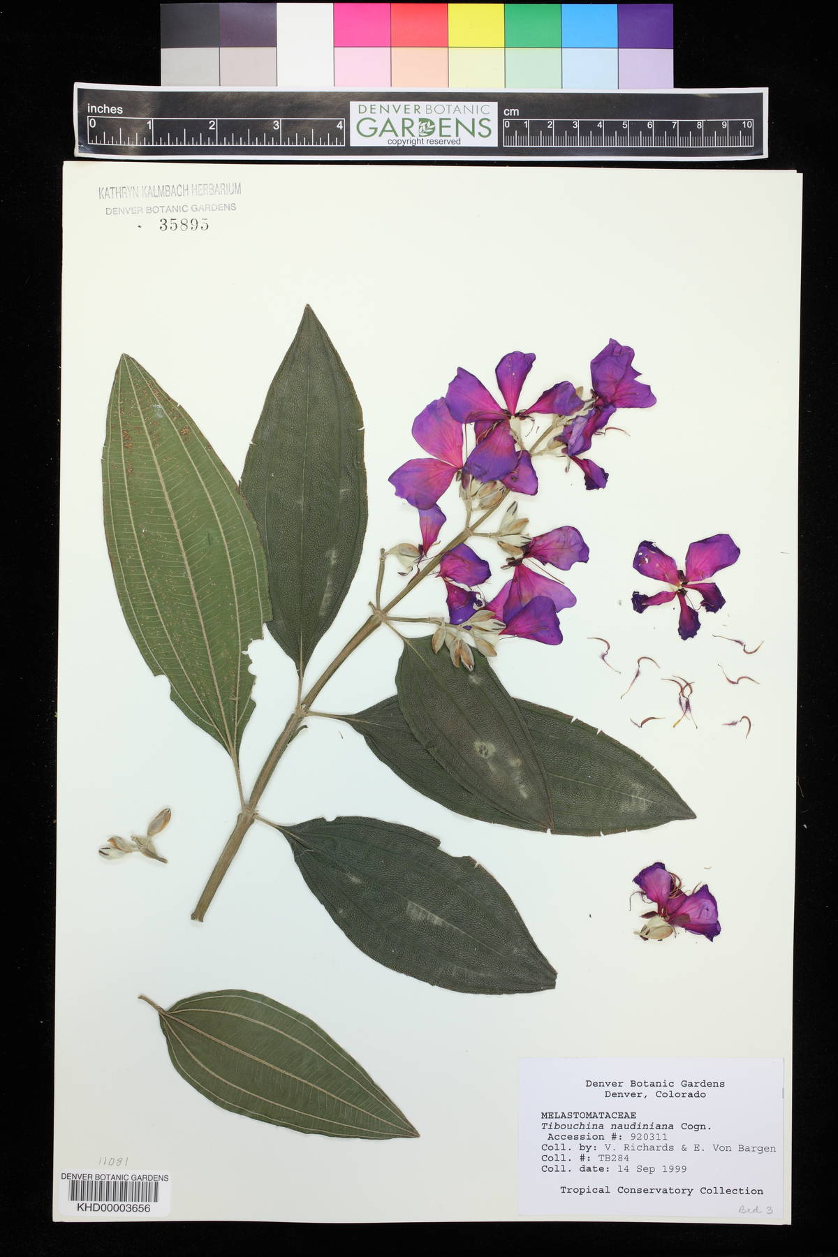 Tibouchina naudiniana image