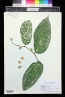 Ficus aspera image
